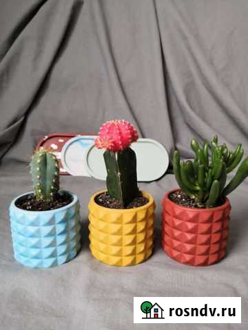 Кактус в мини кашпо Верхняя Пышма - изображение 1