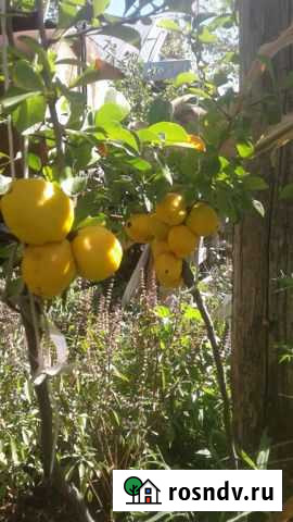 Айва японская Казанская - изображение 1