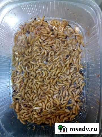 Жук знахарь Личинки - жука Знахаря Тольятти - изображение 1