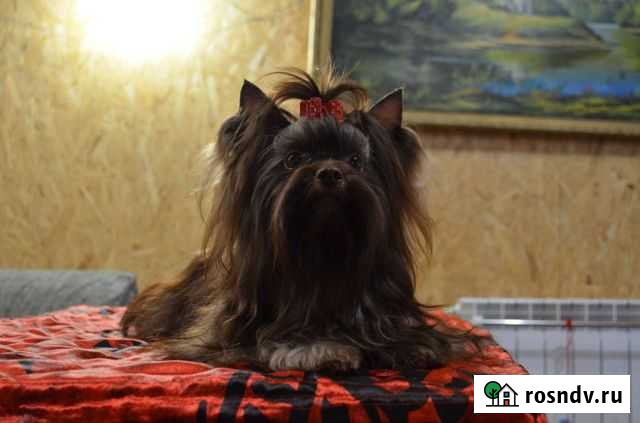 Шоколадный Йорк, вязка Нижний Новгород - изображение 1