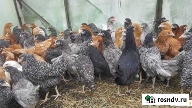 Куры молодки Конаково - изображение 1
