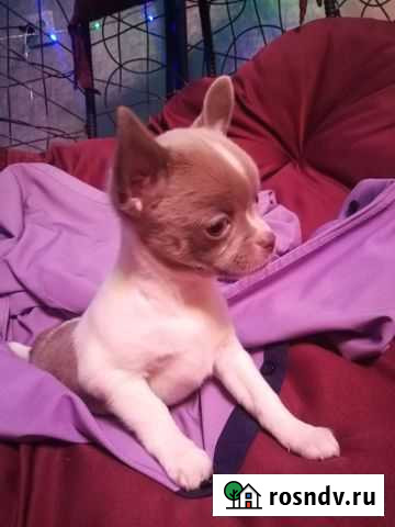 Чихуахуа Тверь - изображение 1