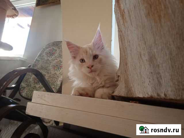 Котята мейн-кун Гатчина - изображение 1