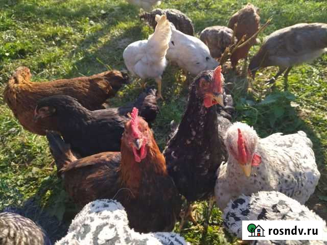 Куры Тихвин - изображение 1