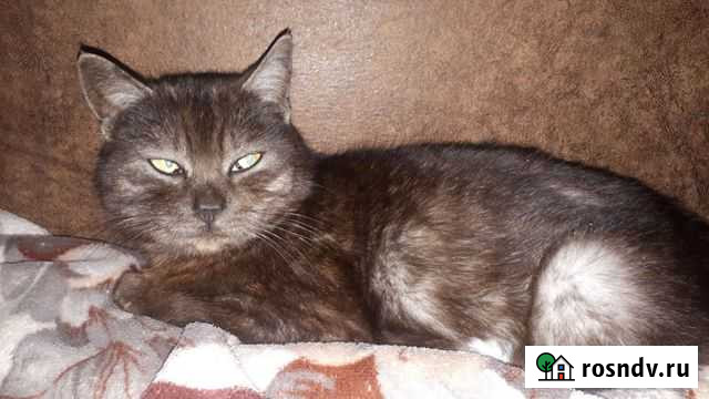 Кошка в добрые руки Новочеркасск - изображение 1