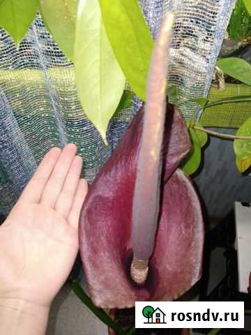 Аморфофаллус конъяк Екатеринбург - изображение 1