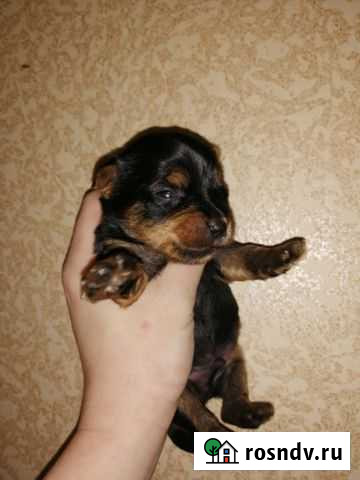 Йорк мини Тюмень - изображение 1