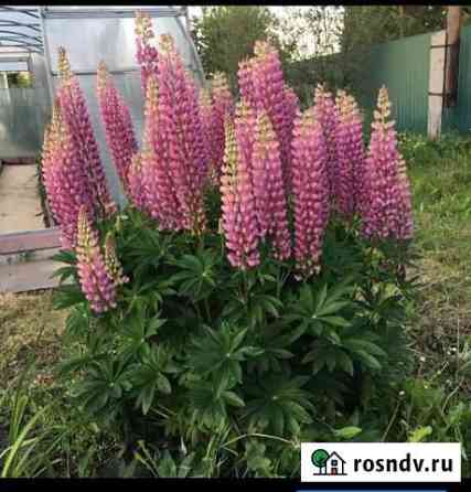 Люпин Курган