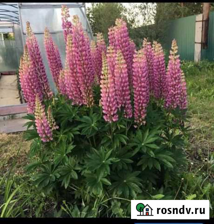 Люпин Курган - изображение 1