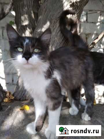 Трехцветный кот Севастополь - изображение 1