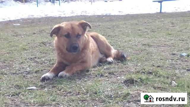 Собака Чебоксары - изображение 1