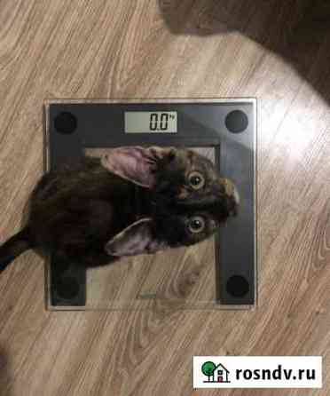 Котенок Краснозатонский