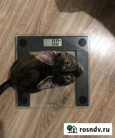 Котенок Краснозатонский - изображение 1