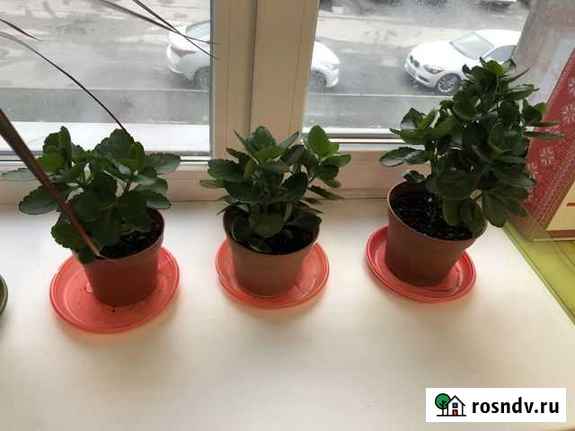 Каланхоэ Новосибирск - изображение 1