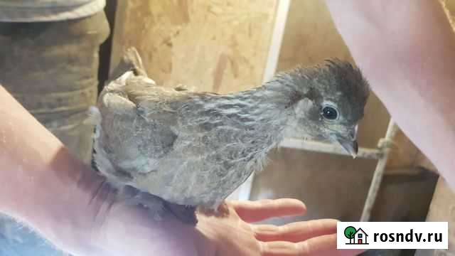 Цыплята Елизово - изображение 1