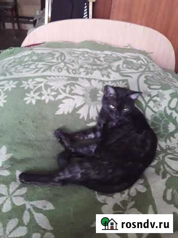 Кошка Абакан - изображение 1