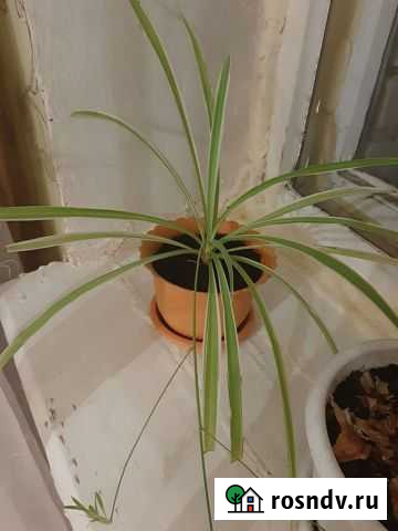 Цветок. Хлорофитум Печора - изображение 1