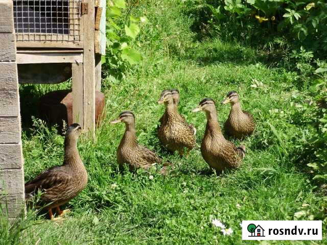 Подсадная утка для охоты Ступино - изображение 1