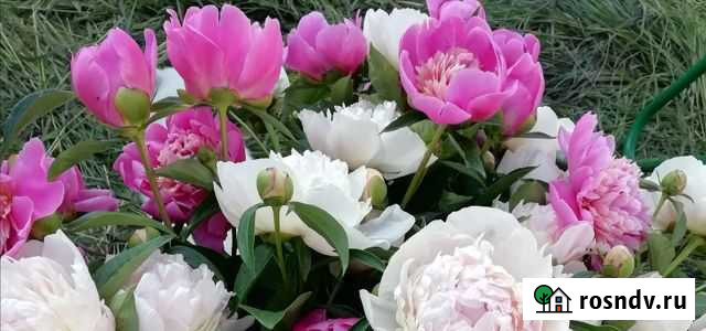 Пионы Серпухов - изображение 1