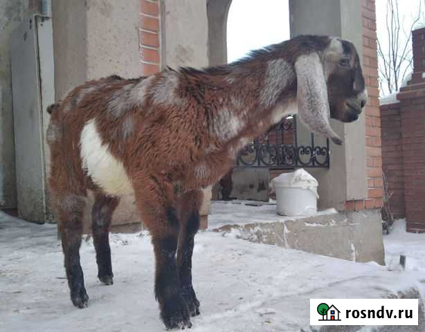 Козлик англо-нубийский Тольятти - изображение 1