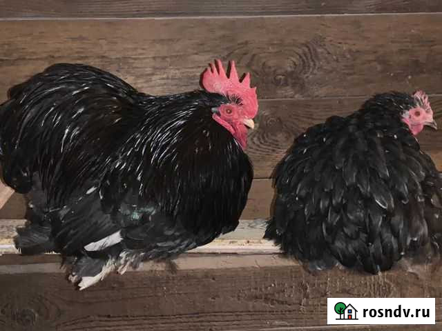 Инкубационное яйцо кур. Карликовый кохинхин Луховицы - изображение 1