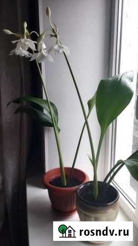 Эухарис амазонская лилия Липецк - изображение 1