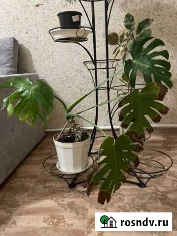 Монстера Елабуга - изображение 1