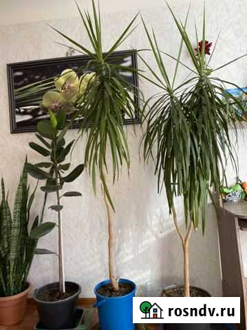 Пальма (юкка) Волжский - изображение 1