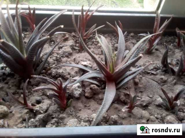 Хавортия жемчужная Рязань - изображение 1