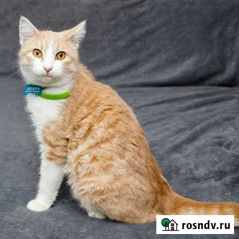 Кастрированный котик в добрые руки Геленджик - изображение 1