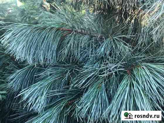 Pinus strobus Himmelblau Лебяжье