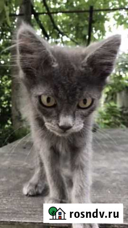 Котенок Севастополь - изображение 1