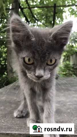 Котенок Севастополь - изображение 1