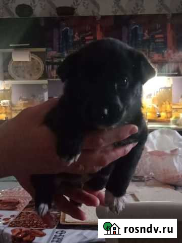 Собака в добрые руки щенок Камызяк - изображение 1