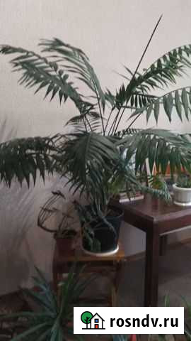 Пальма хамедорея Выкса - изображение 1