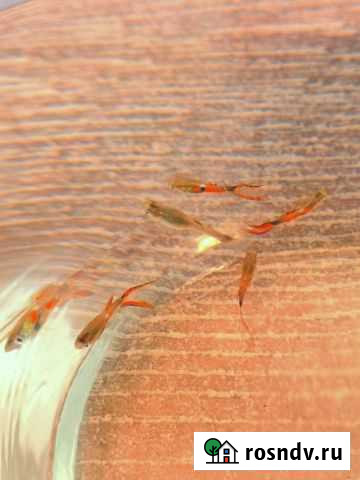 Аквариумные рыбки гуппи Химки - изображение 1