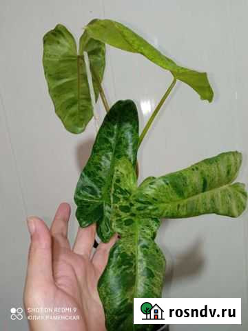 Филодендроны вариегатные Раменское - изображение 1