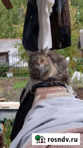 Кошка Кузнецк - изображение 1