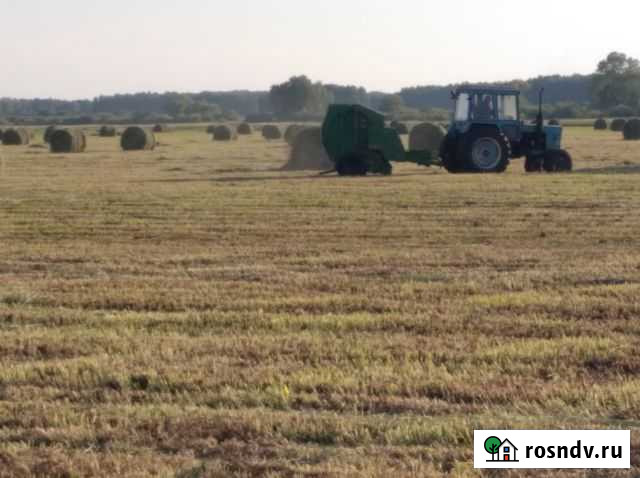 Сено свежее луговое 2021 года Белозерское - изображение 1