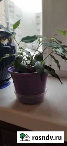 Фикус Бенджамина мелколистовый Киров - изображение 1