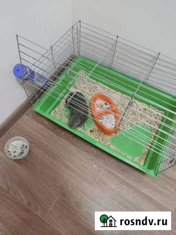 Морская свинка Чита - изображение 1