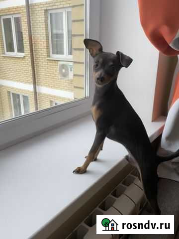 Вязка той-терьер Королев - изображение 1