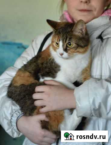 Кошка в дар Курск - изображение 1