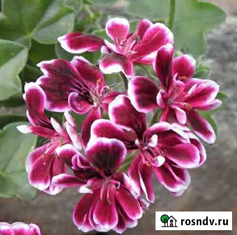 Пеларгония ампельная Владикавказ - изображение 1