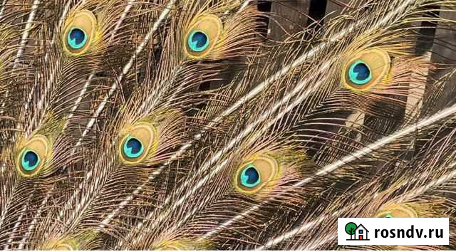 Перо павлина Майкоп - изображение 1