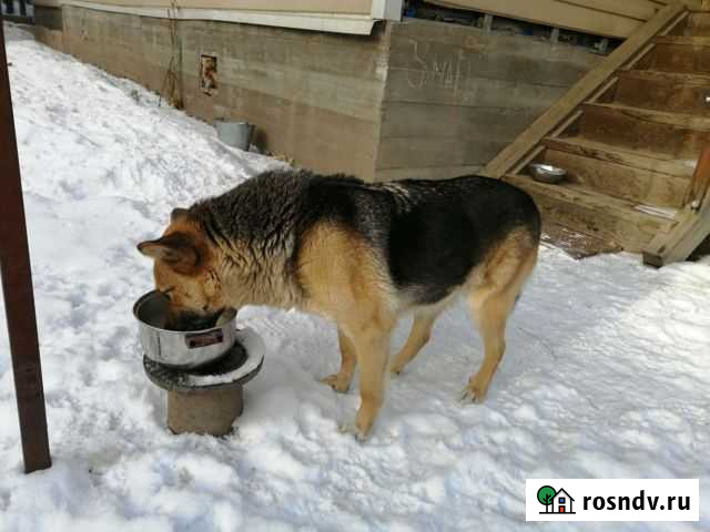 Двор-терьер Улан-Удэ - изображение 1