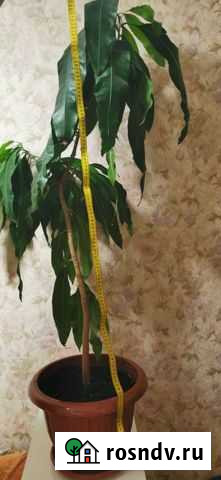 Манго Химки - изображение 1