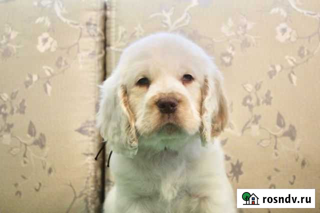 Щенок Кламбер спаниеля Долгопрудный - изображение 1