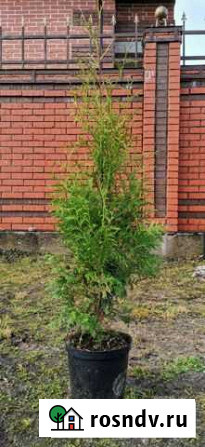 Продам туи, туя с питомника Великий Новгород - изображение 1
