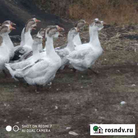 Гуси Холмогоры Панино